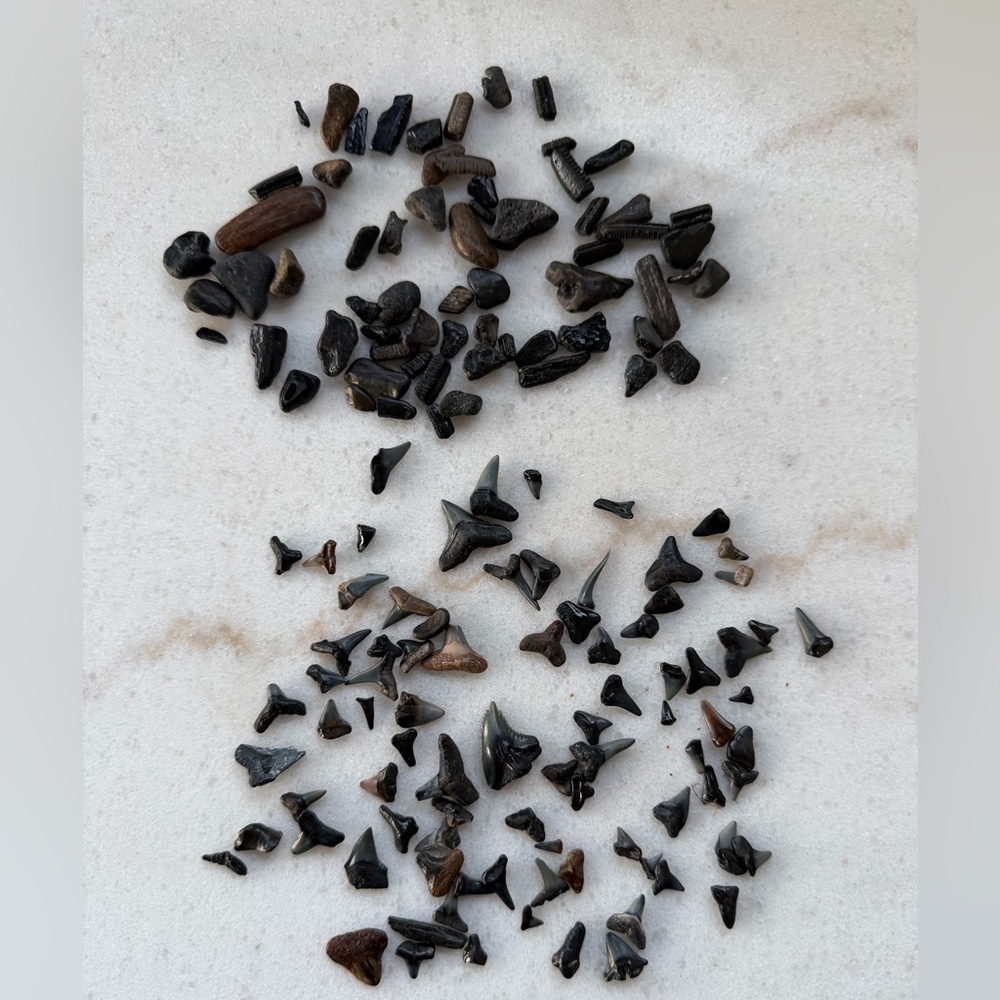 Collection of Fossilized Shark Teeth and other fossils